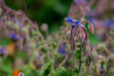 Yaz bahçesindeki güzel çiçeklerin fotoğrafı. 