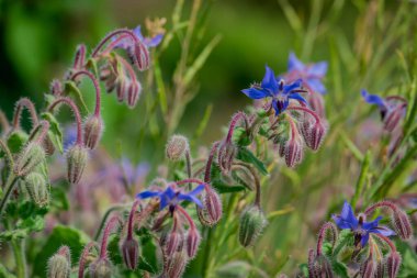 Yaz bahçesindeki güzel çiçeklerin fotoğrafı. 
