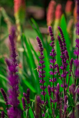 Yaz bahçesindeki güzel çiçeklerin fotoğrafı. 
