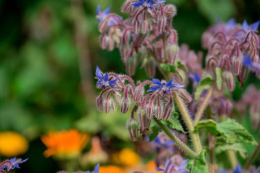 Yaz bahçesindeki güzel çiçeklerin fotoğrafı. 