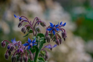 Yaz bahçesindeki güzel çiçeklerin fotoğrafı. 