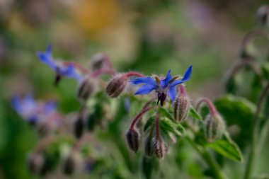 Yaz bahçesindeki güzel çiçeklerin fotoğrafı. 