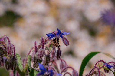 Yaz bahçesindeki güzel çiçeklerin fotoğrafı. 