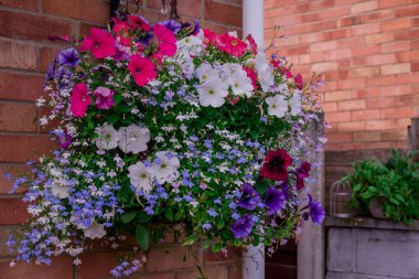 Yaz bahçesindeki güzel çiçeklerin fotoğrafı. 