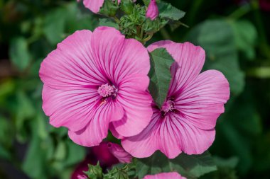 Yaz bahçesindeki güzel çiçeklerin fotoğrafı. 