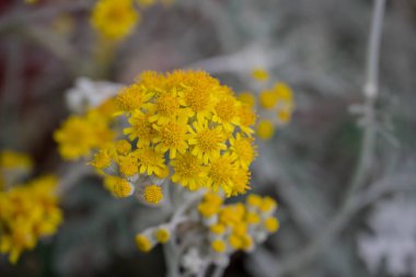 Yaz bahçesindeki güzel çiçeklerin fotoğrafı. 