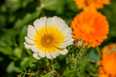 Yaz bahçesindeki güzel çiçeklerin fotoğrafı. 