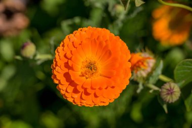 Yaz bahçesindeki güzel çiçeklerin fotoğrafı. 