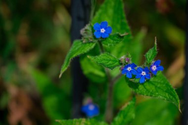 Yaz bahçesindeki güzel çiçeklerin fotoğrafı.  