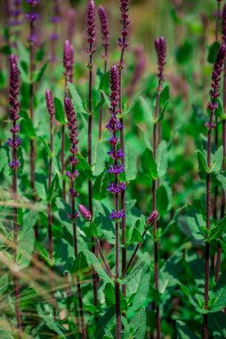 Yaz bahçesindeki güzel çiçeklerin fotoğrafı. 