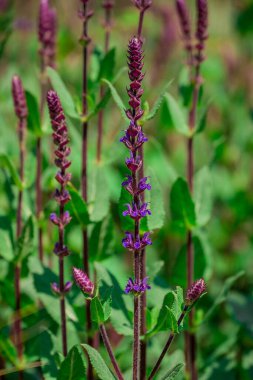Yaz bahçesindeki güzel çiçeklerin fotoğrafı. 