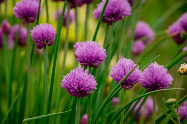 Yaz bahçesindeki güzel çiçeklerin fotoğrafı.  