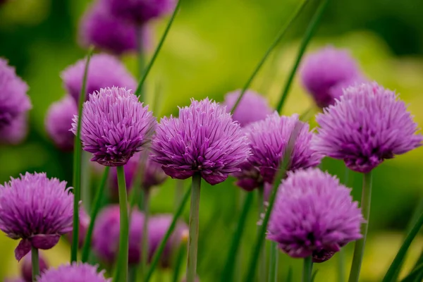 Yaz bahçesindeki güzel çiçeklerin fotoğrafı.  