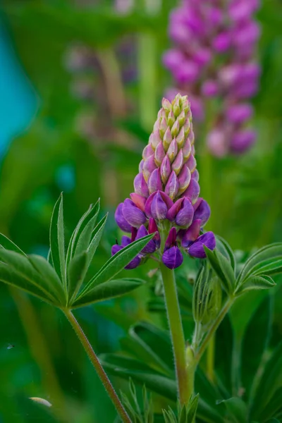 Yaz bahçesindeki güzel çiçeklerin fotoğrafı.  