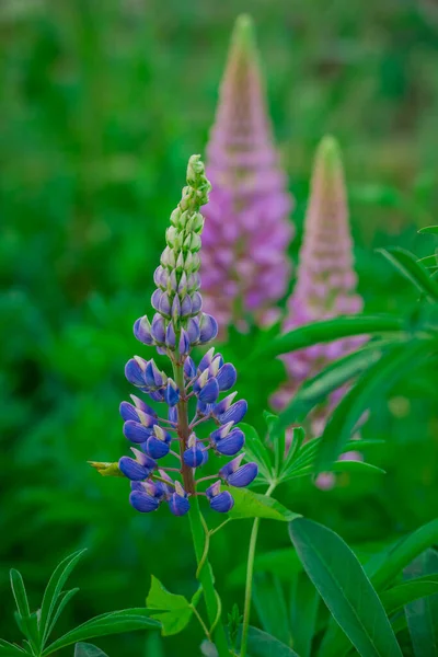 Yaz bahçesindeki güzel çiçeklerin fotoğrafı.  