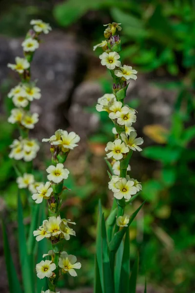 Yaz bahçesindeki güzel çiçeklerin fotoğrafı.  