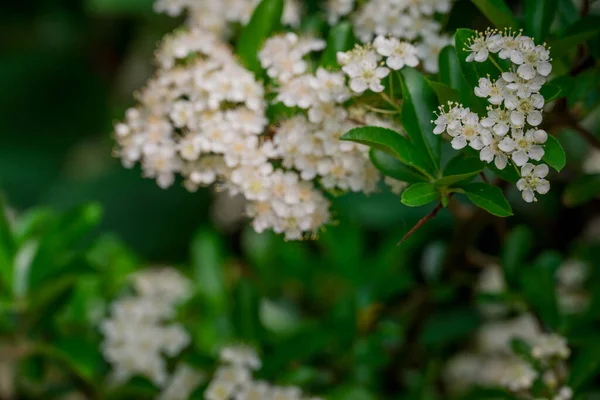 Yaz bahçesindeki güzel çiçeklerin fotoğrafı. 