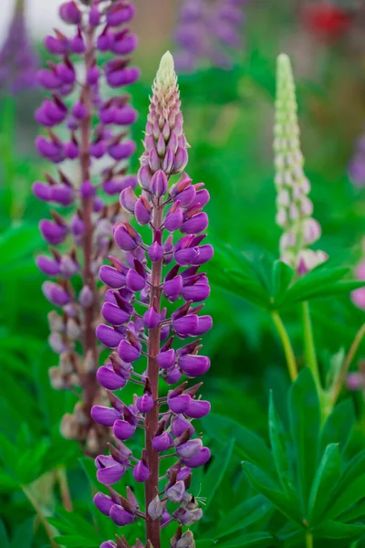 Yaz bahçesindeki güzel çiçeklerin fotoğrafı.  