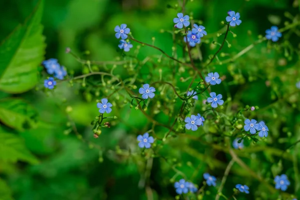 Yaz bahçesindeki güzel çiçeklerin fotoğrafı. 