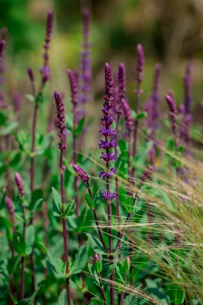 Yaz bahçesindeki güzel çiçeklerin fotoğrafı. 