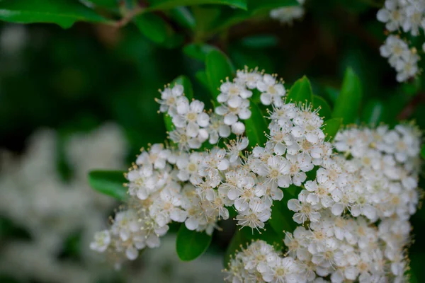 Yaz bahçesindeki güzel çiçeklerin fotoğrafı. 