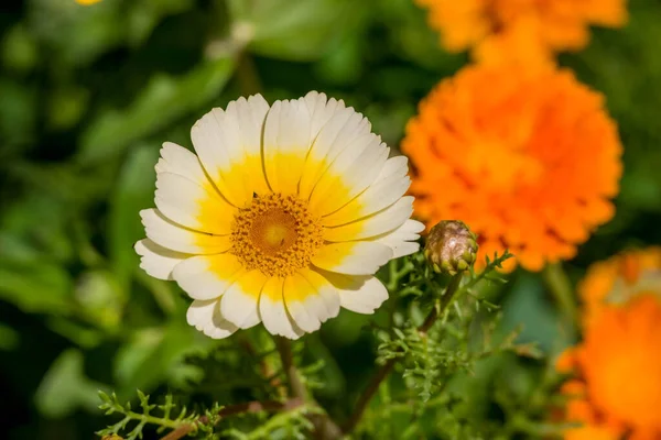 Yaz bahçesindeki güzel çiçeklerin fotoğrafı. 