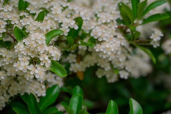 Yaz bahçesindeki güzel çiçeklerin fotoğrafı. 