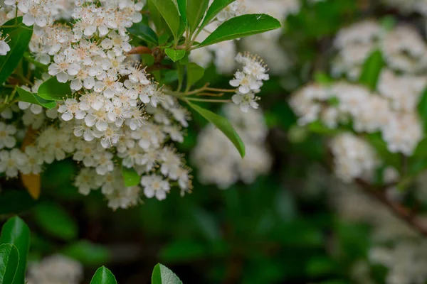 Yaz bahçesindeki güzel çiçeklerin fotoğrafı. 