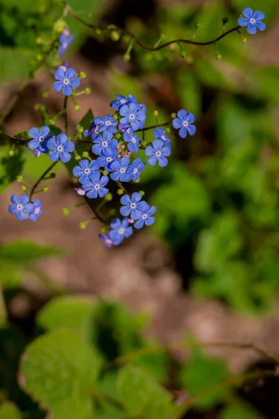 Yaz bahçesindeki güzel çiçeklerin fotoğrafı. 