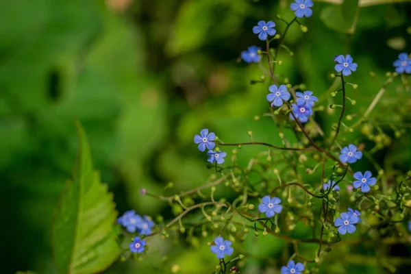 Yaz bahçesindeki güzel çiçeklerin fotoğrafı. 
