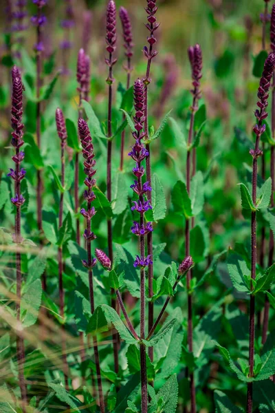Yaz bahçesindeki güzel çiçeklerin fotoğrafı. 