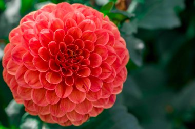 Bahçedeki güzel yıldız çiçeklerinin fotoğrafı.  