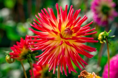 Bahçedeki güzel yıldız çiçeklerinin fotoğrafı.  
