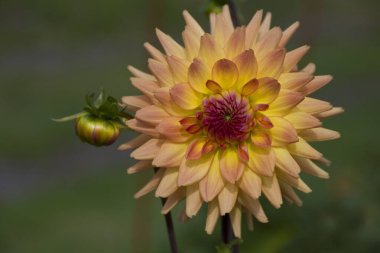 Bahçedeki güzel yıldız çiçeklerinin fotoğrafı.