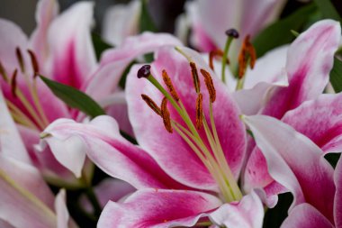 Arka planda pembe zambak fotoğrafı  