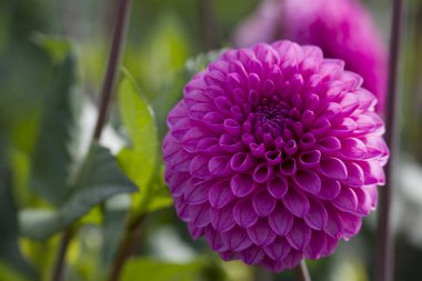 Bahçedeki güzel yıldız çiçeklerinin fotoğrafı.