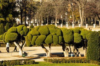Bu meraklı ağaçlar Madrid (Ispanya) bulunan 