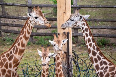 Prag Hayvanat Bahçesi 'nde yağmurda güzel zürafa.