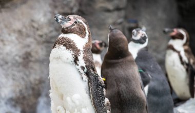 Gururla etrafa bakan bir penguen silueti.