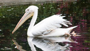 Gölette yüzen pembe bir pelikan.