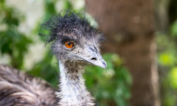 Emu Bird Ritratto Uccello Australiano Colpo Vicino — Foto Stock