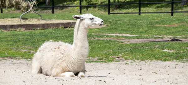 Una Llama Descansando Sobre Arena Día Soleado — Foto de Stock