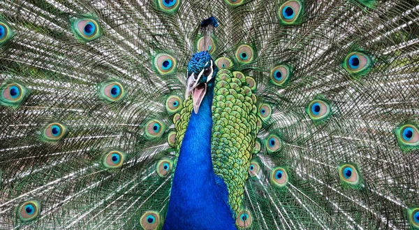 Peacock with open tail in a defensive position with an open beak. Roaring peacock