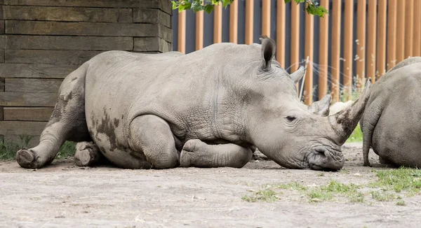 Отдыхающий Носорог Лежит Земле Солнечный День — стоковое фото