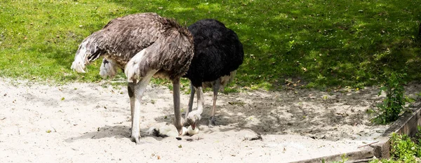 Struzzi Prendersi Cura Delle Loro Uova Una Giornata Sole — Foto Stock