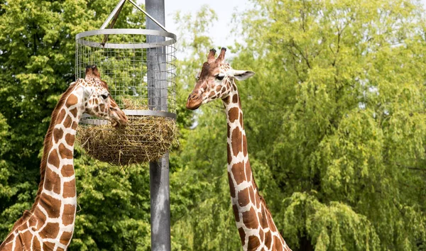 Jirafas Adultas Mientras Comen Zoológico — Foto de Stock