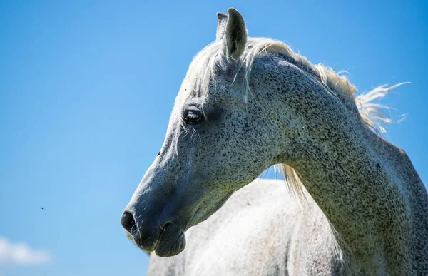 Portrait Cheval Blanc Profil Rapproché Contre Ciel Bleu — Photo