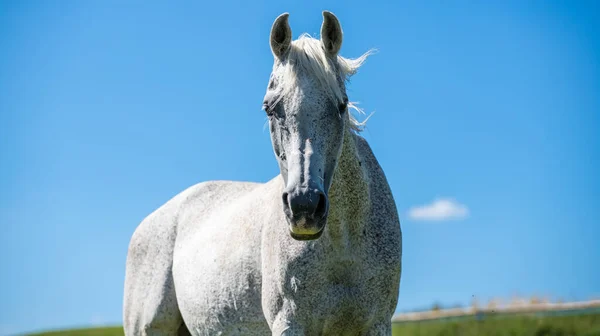 Retrato Cerca Caballo Salvaje Blanco Contra Cielo Azul —  Fotos de Stock