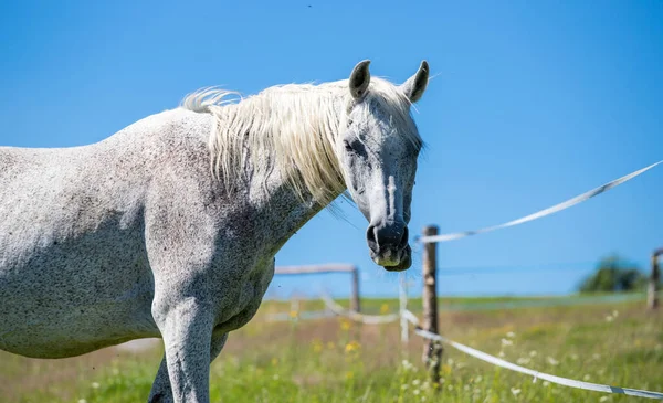 在蓝天和田野的背景上 一匹白马看着镜头的照片 — 图库照片
