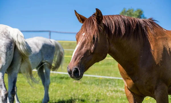 Portrait Gros Plan Cheval Brun Sur Fond Ciel Bleu Pur — Photo